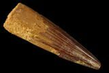 Baby Spinosaurus Tooth - Real Dinosaur Tooth #160614-1
